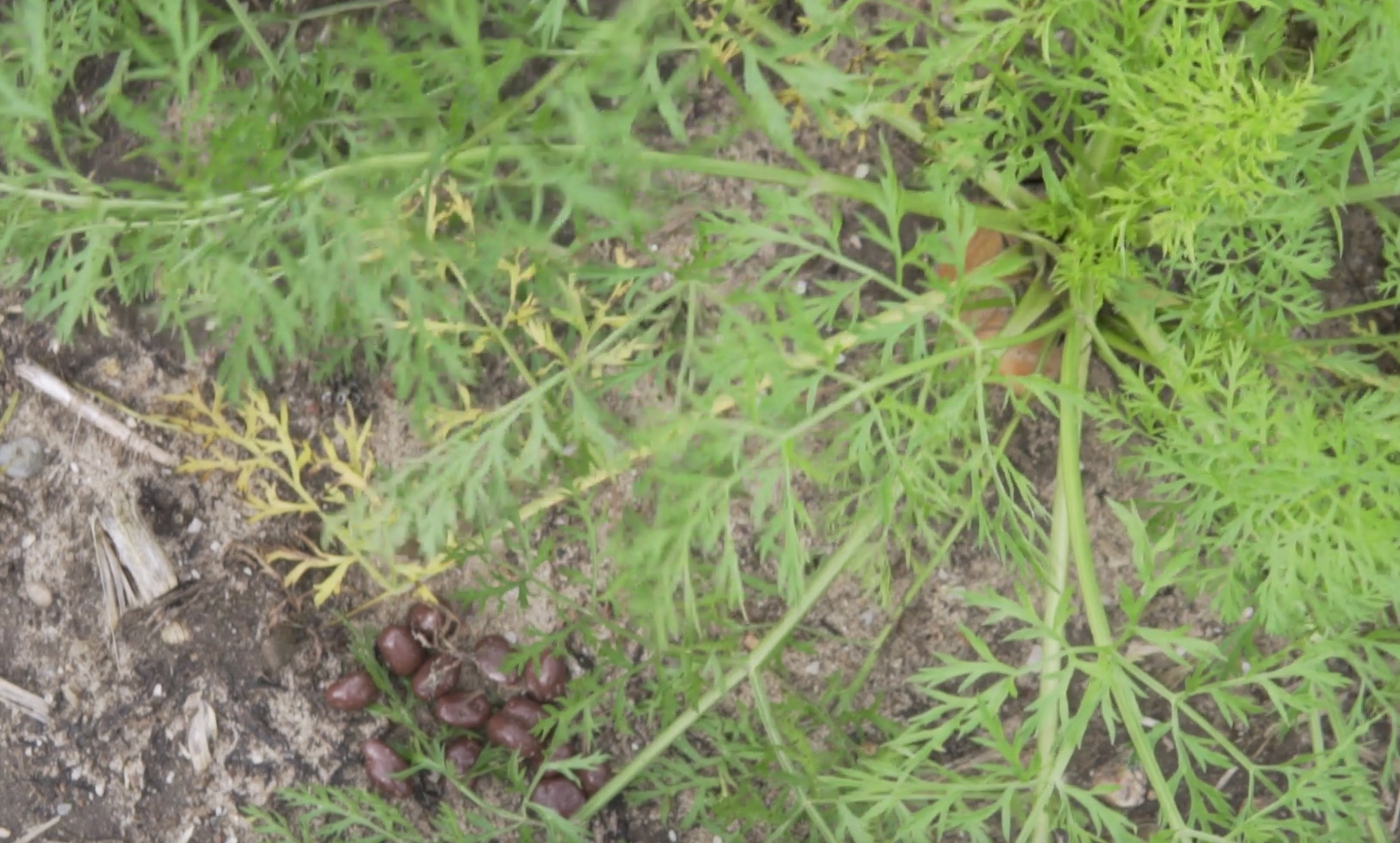 Deer poop in carrot field